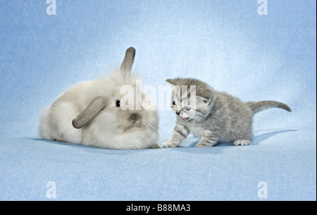 Amicizia animali : coniglio nano e gattino Foto Stock