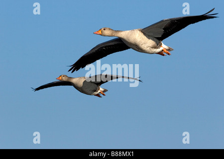 Graylag Goose (Anser anser), due individui in volo Foto Stock