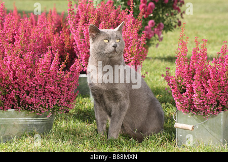 Gatto grigio - in seduta tra erica Foto Stock