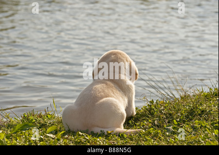 Il Labrador Retriever - cane cucciolo in riva Foto Stock