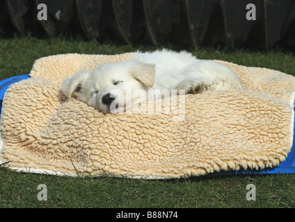 Pastore Svizzero bianco - cane cucciolo a pelo Foto Stock