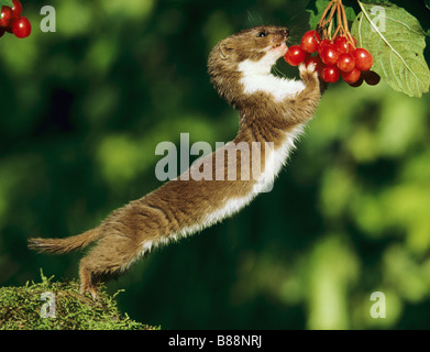 Weasel minimo (Mustela nivalis), adulto a frutti di bosco rossi Foto Stock