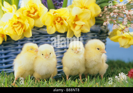 Quattro pollo nella parte anteriore dei fiori Foto Stock