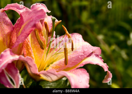Close-up di un rosa lilium (focus sulle foglie) Foto Stock