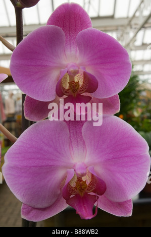 Moth Orchid nome latino 'Phalaenopsis' Lilla Orchidee Foto Stock