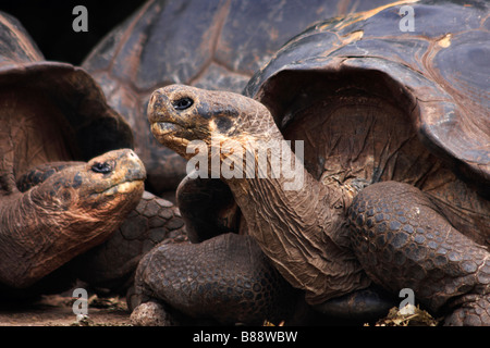 Le Galapagos tartarughe giganti, Geochelone spp, alla ricerca Charles Darwin, centro di Puerto Ayora, Isola di Santa Cruz, Isole Galapagos nel mese di settembre Foto Stock