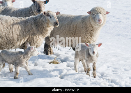 Un gruppo di pecore con due neonato agnelli nella neve Foto Stock