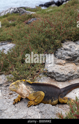 Land Iguana, Conolophus subcristatus, nel suo ambiente a sud Plaza isolotto, Isole Galapagos, Ecuador nel mese di settembre Foto Stock