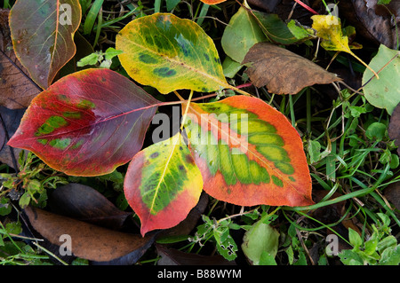 Lascia cadere da un Bradford Pear Tree sulla terra a Kanapaha Botanical Gardens Gainesville Florida Foto Stock