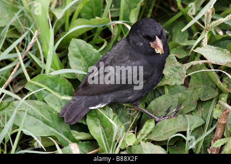 La massa di Darwin finch, Geospiza, con boccone di sementi a Puerto Ayora Highlands, Isola di Santa Cruz, Isole Galapagos, Ecuador nel mese di settembre Foto Stock