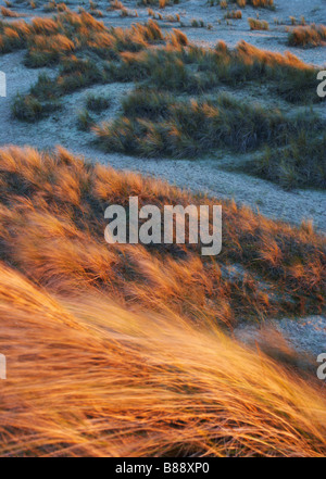 La mattina presto in luce le dune a Winterton sul mare sulla costa di Norfolk Foto Stock