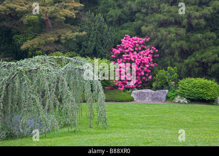 Seattle WA Kubota Garden City Park fioritura rododendri nel mezzo di una parete di foresta di alberi e arbusti Foto Stock