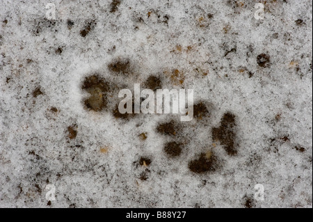 La volpe rossa Vulpes vulpes Orme nella neve Foto Stock