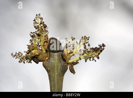 Ash Fraxinus excelsior gemme di pausa a rivelare i fiori prima delle foglie vengono visualizzate quando non vi è ora sul terreno nel mese di aprile Foto Stock