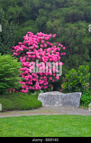 Seattle WA Kubota Garden City Park fioritura rododendri nel mezzo di una parete di foresta di alberi e arbusti Foto Stock