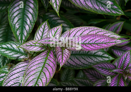 Scudo persiano Strobilanthes dyerianus membro della famiglia Acanthaceae a Kanapaha Botanical Gardens Gainesville Florida Foto Stock