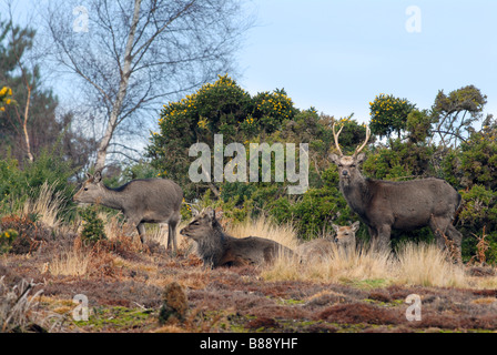 Sika Deer Cervus nippon Foto Stock