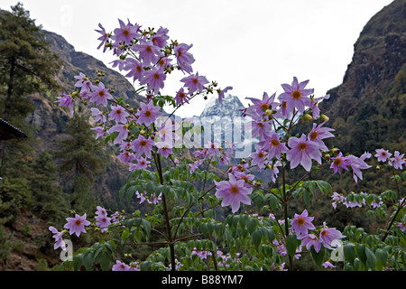 New Scenic 5 posti del Himalaya fiori dahlia Dahlia Dahlia imperialis bellezza come visto nella regione Solokhumbu Nepal Foto Stock