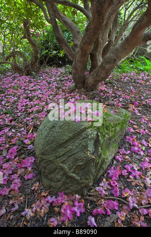 Seattle WA Kubota Garden City Park caduti petali di rosa coprire il terreno sotto la tettoia di rododendro Foto Stock