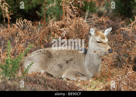 Sika Deer Cervus Nippon appoggio femmina Foto Stock