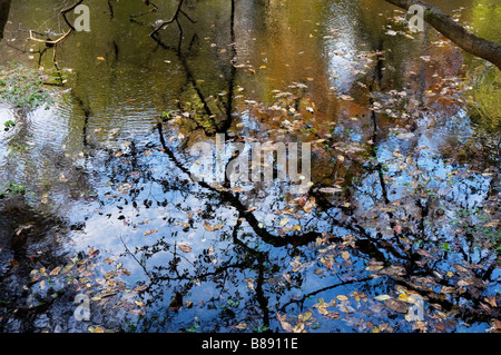 I colori dell'autunno riflesso nelle acque del lamantino Springs State Park lungo il fiume Suwannee North Florida Foto Stock