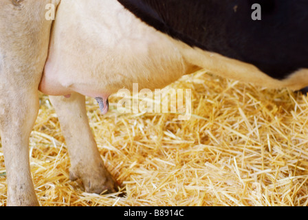 Close up della mammella di una mucca gravida di manodopera la vacca ha dato nascita 12 ore più tardi Foto Stock