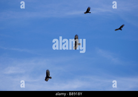 North Florida Turchia avvoltoi Cathartes aura volteggiare tettuccio Foto Stock