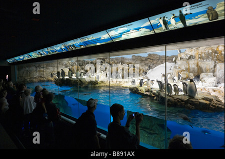 Area di visualizzazione al Penguin incontro, Sea World di Orlando, Florida centrale, STATI UNITI D'AMERICA Foto Stock