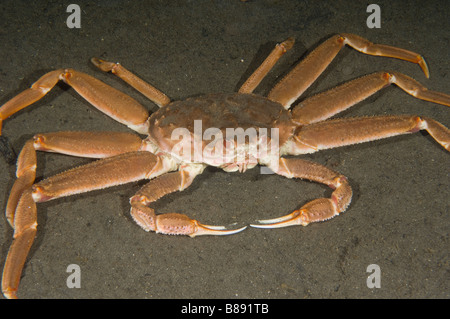 Tanner Granchio, Chionoecetes bairdi, o neve granchio, pesca di questa specie è il focus della serie TV di cattura più letale Foto Stock