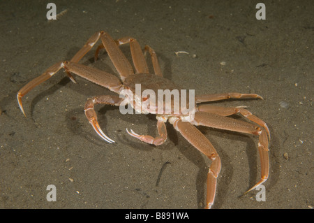 Tanner Granchio, Chionoecetes bairdi, o neve granchio, pesca di questa specie è il focus della serie TV di cattura più letale Foto Stock