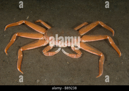 Tanner granchi o grancevola artica, Chionoecetes bairdi, pesca di questa specie è il focus della serie TV di cattura più letale Foto Stock