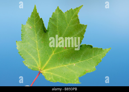 Un rosso maple leaf Foto Stock