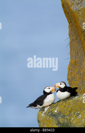 Cornuto i puffini Fratercula corniculata trichechi isole gioco stato santuario Round Island Alaska Foto Stock