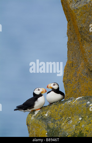 Cornuto i puffini Fratercula corniculata trichechi isole gioco stato santuario Round Island Alaska Foto Stock