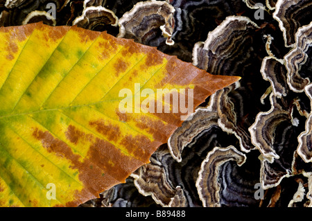 Un autunno foglia sul fungo Foto Stock