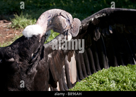 Testa e spalle ritratto di un cileno Condor, Vultur gryphus, Patagonia, Cile Foto Stock