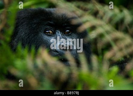 Un gorilla di montagna, gorilla gorilla beringei, guarda attraverso le felci e foglie nel Parco Nazionale dei Vulcani in Rwanda Africa Foto Stock