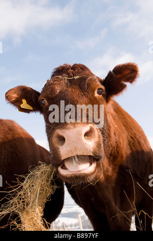 Sussex bovini in inverno sul South Downs, Sussex, Regno Unito Foto Stock