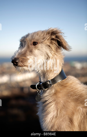 Ritratto di un hound nella luce della sera Foto Stock