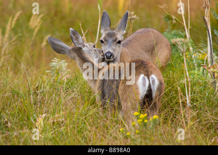 Paesaggio, inquadratura orizzontale di una madre amorevole e fulvo cervo mulo, fulvo nei prati Foto Stock