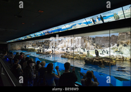 Area di visualizzazione al Penguin incontro, Sea World di Orlando, Florida centrale, STATI UNITI D'AMERICA Foto Stock