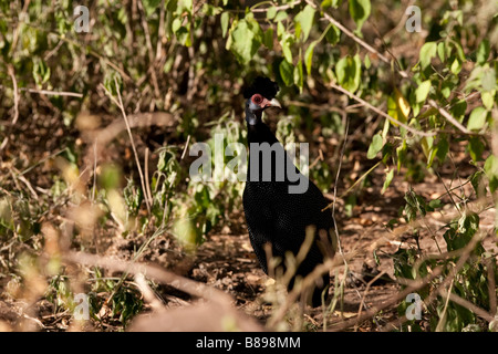 Crested le faraone al Lago Manyara in Tanzania Foto Stock