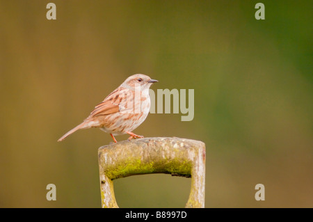 Dunnock su una leva a forcella in un giardino del Regno Unito (Prunella modularis) Foto Stock