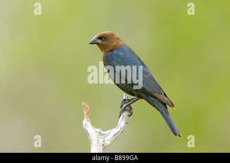 Marrone-guidato Cowbird Molothrus ater Rio Grande città della contea di Starr Texas Stati Uniti 31 marzo maschio adulto Icteridae Foto Stock