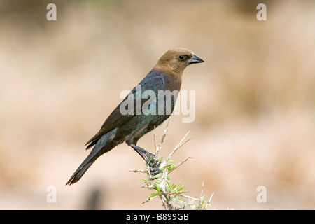 Marrone-guidato Cowbird Molothrus ater Rio Grande città della contea di Starr Texas Stati Uniti 31 marzo maschio adulto Icteridae Foto Stock