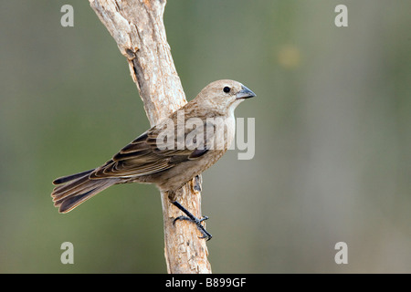Marrone-testa femmina Cowbird Foto Stock