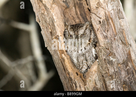 Screech-Owl orientale asio otus mccallii Rio Grande città della contea di Starr TEXAS Stati Uniti 31 marzo adulto titonidi Foto Stock