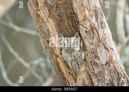 Screech-Owl orientale asio otus mccallii Rio Grande città della contea di Starr TEXAS Stati Uniti 31 marzo adulto titonidi Foto Stock