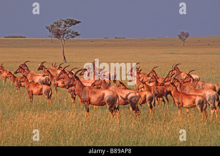 Allevamento di topi in stato di allerta, Masai Mara Game Reserve, Kenya Foto Stock