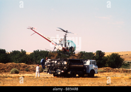 Elicottero spray sulla chimica degli alberi di agrumi California Foto Stock